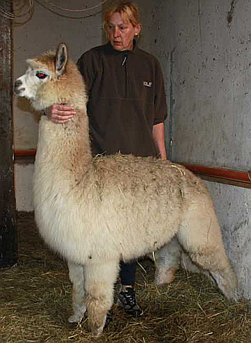 alpaka stute im verkauf der www.surifarm.de.jpg